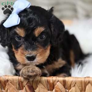 Rainbow, Cavapoo Puppy